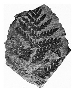 被保存为高碳纤维煤的FossilFern叶子刻有古老的插图190年从宇宙和人类那里得到的图片