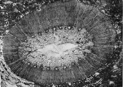 通过碳纤维成形的Calamaricee树干刻有古老的插图从宇宙和人类190年图片