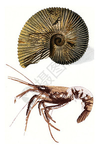 Ammonite和化石龙虾古代雕刻的插图190年从宇宙和人类那里获得的图片