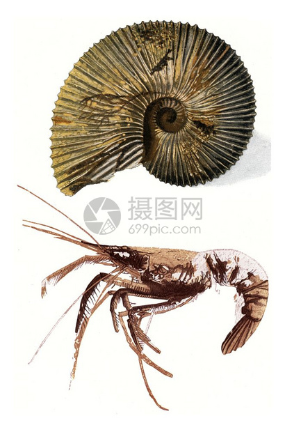 Ammonite和化石龙虾古代雕刻的插图190年从宇宙和人类那里获得的图片