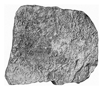 俄罗斯高碳叶岩的富利石灰古老的刻画图190年来自宇宙和人类图片