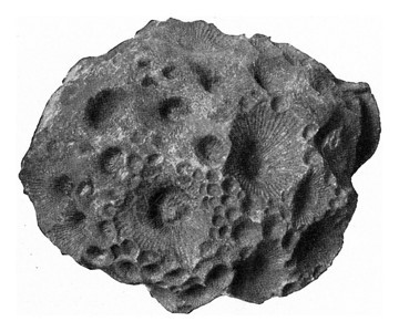形成德文恰赫林低晶状岩质聚居地的珊瑚古代刻画图来自宇宙和人类190年图片