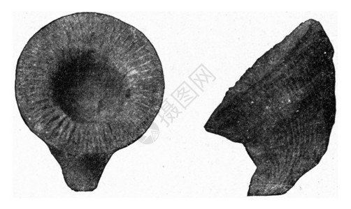 德文的Cythophillum古代雕刻的插图来自宇宙和人类190年图片