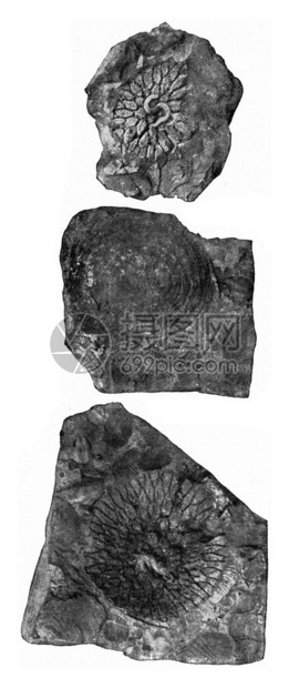 Pleurodictyum问题古代刻画插图来自宇宙和人类190年图片