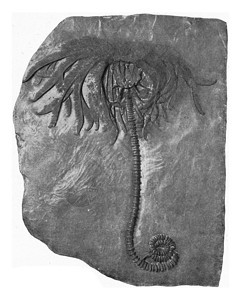 Acanthocinusrex下德文罗南河流域的精华刻有古典的插图190年从宇宙和人类中图片