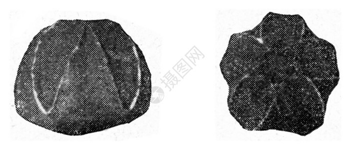 Pentatrematites古代雕刻的插图来自宇宙和人类190年图片