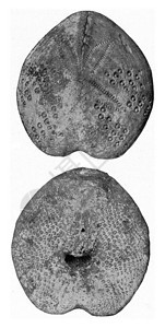 斯帕坦古德国西北部高等学院的化石海胆古代刻字插图190年宇宙与人类190年图片