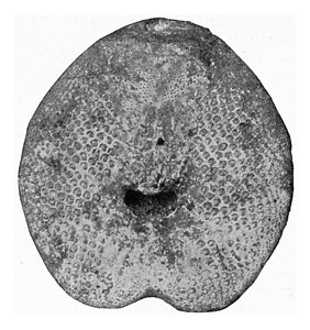 斯帕坦古德国西北部高等学院的化石海胆古代刻字插图190年宇宙与人类190年图片