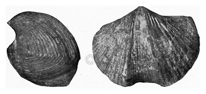 碳纤维石灰的化古代雕刻的插图190年宇宙与人类图片