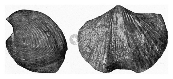 碳纤维石灰的化古代雕刻的插图190年宇宙与人类图片