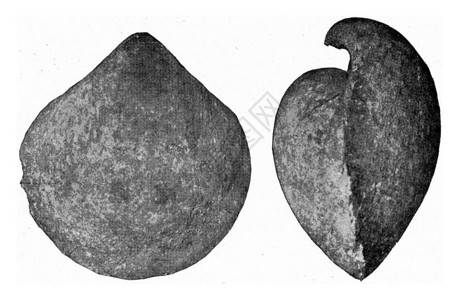 德文的化石混凝土古代刻画图解190年来自宇宙和人类图片