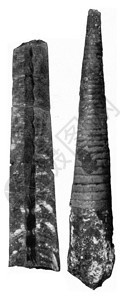 Carapaces被分为上波希米亚锡鲁里安的Nautiloides化石室刻有古代的插图190年从宇宙和人类中图片