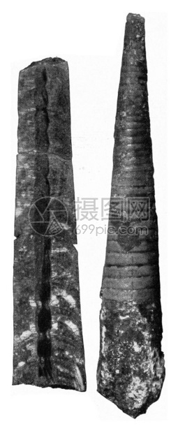 Carapaces被分为上波希米亚锡鲁里安的Nautiloides化石室刻有古代的插图190年从宇宙和人类中图片