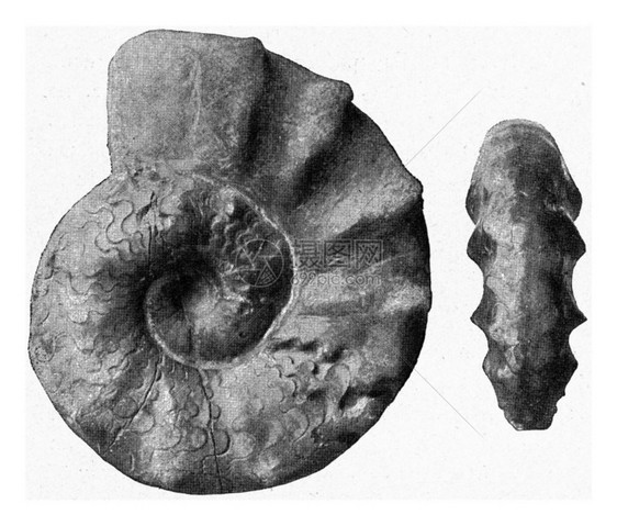 Ceratitesnodosus德国的AmmonitesoftheGermanmuschelkalk古代刻字插图190年从宇宙和图片