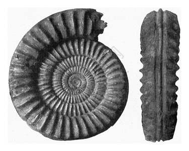 ArietitesN德国的下侏罗纪阿姆莫尼特古代刻字插图190年宇宙与人类图片