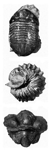 瑞典西留里安和波希米亚的三叶罗比古代刻着的插图190年来自宇宙和人类图片