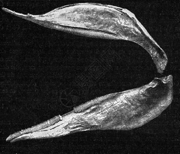 现代鲨鱼的上下马克西力古代刻画图解190年从宇宙和人类那里图片