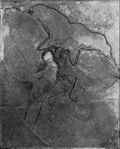 Archepteryx古代刻画插图来自宇宙和人类190年图片