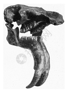 SkullDininotheriumkeenanteum重写插图190年从宇宙和人类那里图片