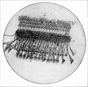 人类耳中的Corti器官古老的刻画图解190年从宇宙和人类图片