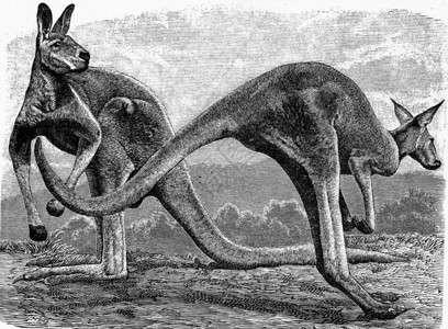 KangarooHalmaturusglananteus古代雕刻的插图来自Zoolog的DeutchVogel教学图片