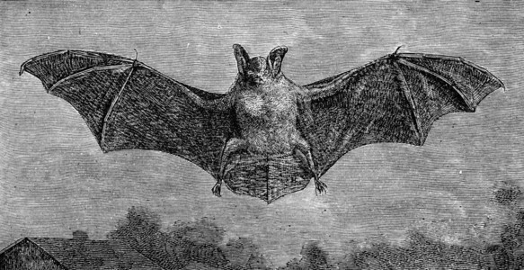 蝙蝠Vespertiliomurinus古代刻画插图来自DeutchVogel在Zoolog学的教图片