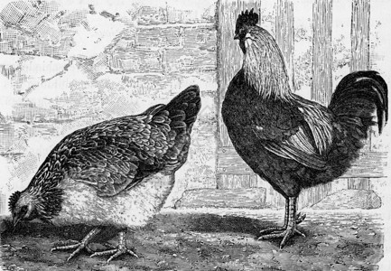 家母鸡Gallus家居刻有古老的插图来自Zoolog的DeutchVogel教学图片