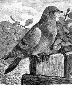 DoveColumbaLivia古代刻画插图来自Zoolog的DeutchVogel教学图片