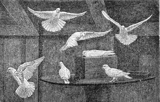 家庭鸽子古代雕刻的插图来自动物学的DeutchVogel教学图片