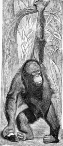 Orangutan古代刻画插图来自Zoolog的DeutchVogel教学图片