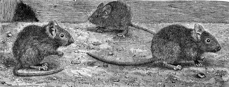 家鼠古老的雕刻插图来自动物学的DeutchVogel教学图片
