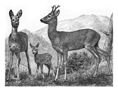 动物学的DeutchVogel教学的鹿老古董雕刻插图图片