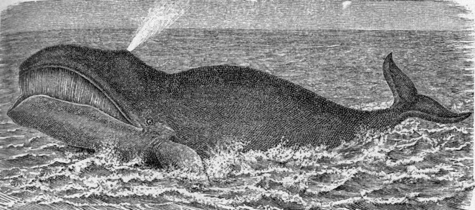 弓头鲸古代雕刻的插图来自动物学的DeutchVogel教学图片