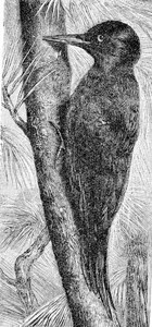 黑木鸟古老的雕刻插图来自Zoolog的DeutchVogel教学图片