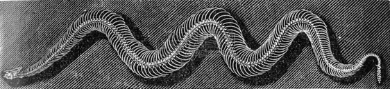草蛇的骨骼古老雕刻插图来自佐伊科的DeutchVogel教学图片