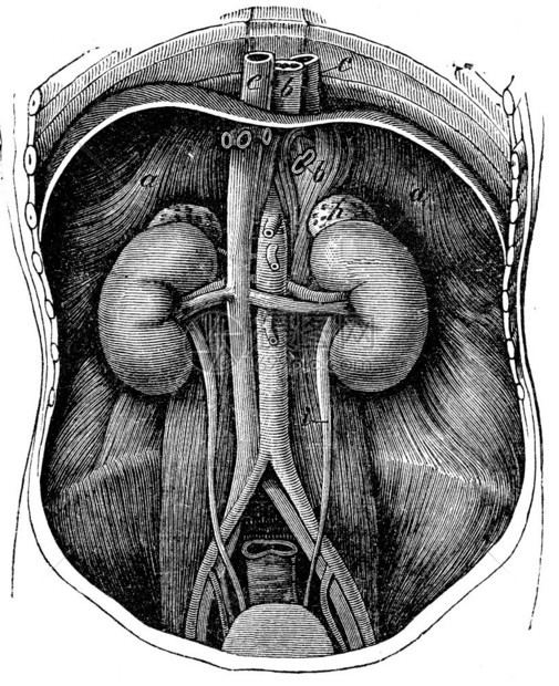 两种肾脏陈年的刻字说明1890年自然生命图片