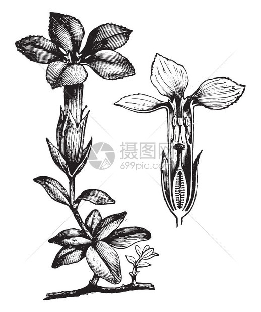 Gentiana1890年自然之光1890年图片