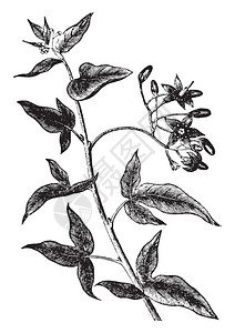 Bittersweet或solanumdulcamara重写插图1890年大自然的胜利图片