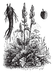 Rhubarb1890年自然之维1890年图片
