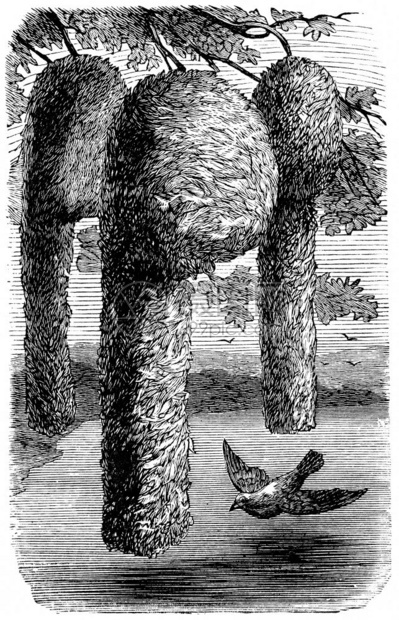 织物巢古老的雕刻插图1890年的自然生命图片