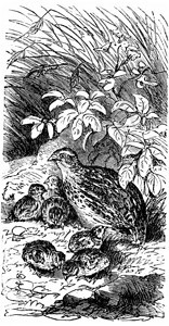 Quail1890年自然之光1890年图片