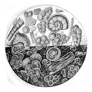 MeudonChalk的微生物有孔虫古代雕刻的插图来自PaulGervais的动物元素图片