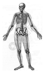 人类骨骼古代雕刻的插图来自保罗格尔瓦斯的动物元素图片