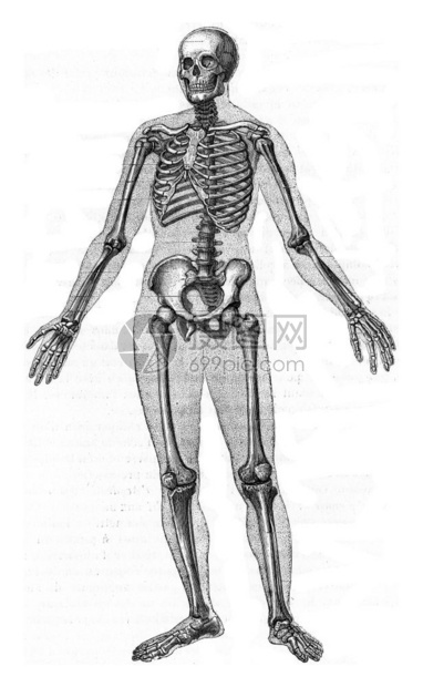 人类骨骼古代雕刻的插图来自保罗格尔瓦斯的动物元素图片