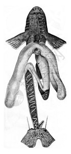 Roussette古代雕刻的插图保罗Gervais的动物元素图片