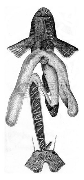 Roussette古代雕刻的插图保罗Gervais的动物元素图片