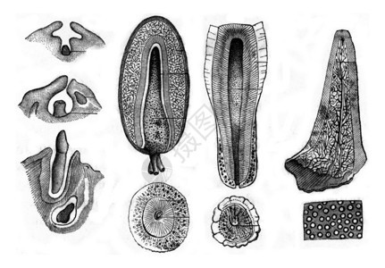 牙齿的开发和结构古老的雕刻图解PaulGervais的动物元素图片