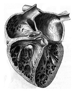 人类的心脏古代雕刻的插图来自保罗格尔瓦斯的动物学元素图片