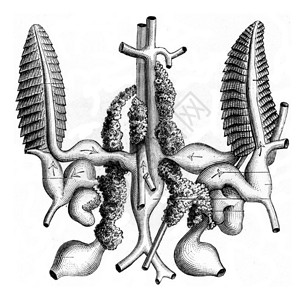 Seiche的Gills和环流系统古代刻画图解PaulGervais的Zoology元素图片