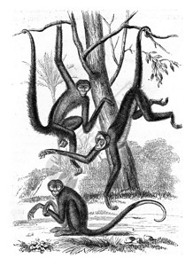 蜘蛛猴子古代雕刻的插图来自保罗格尔瓦斯的动物学元素图片